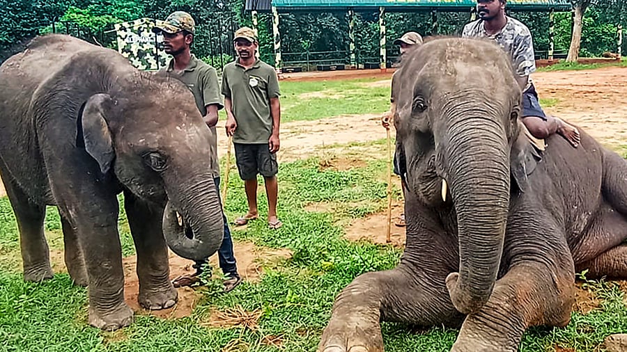 <div class="paragraphs"><p>Mahouts look after the kumki elephants.</p></div>