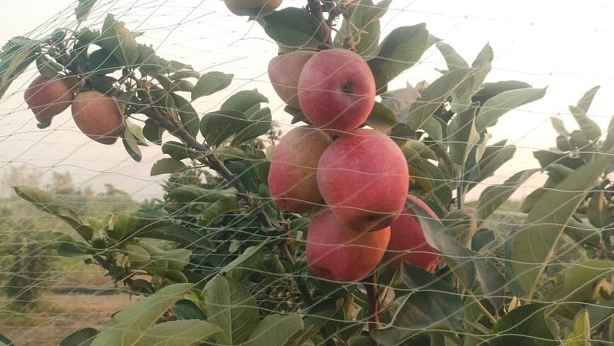 Apples growing at Shrishail's farm in Bagalkot.