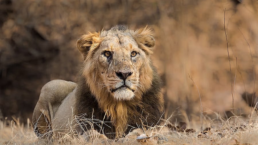 <div class="paragraphs"><p>Representative image showing a male Asiatic lion.</p></div>