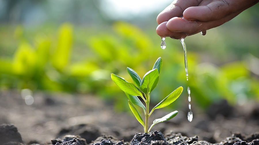 <div class="paragraphs"><p>Image showing a sapling being planted. For representational purposes.</p></div>