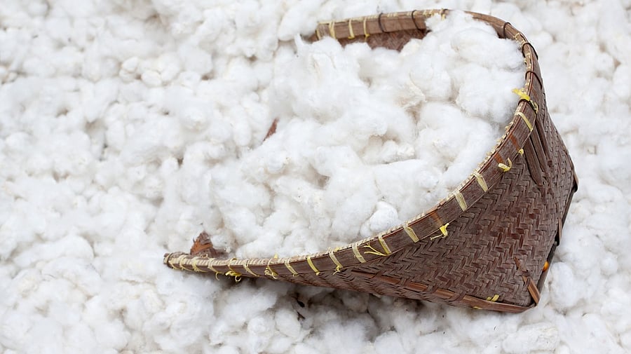 <div class="paragraphs"><p>Image for representation showing cotton.</p></div>