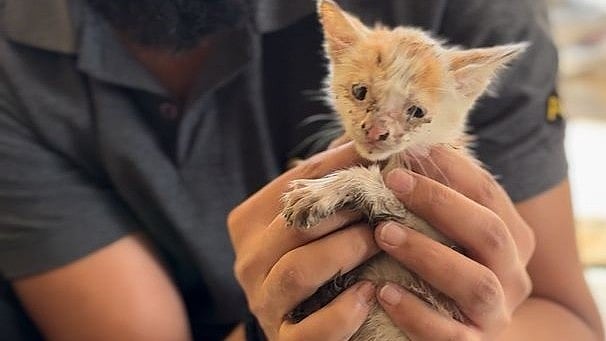 A kitten trapped in a rainwater harvesting pit in an HSR Layout apartment was rescued by CARE after a four-hour operation on Tuesday.