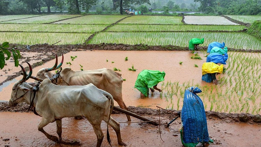 The Agricultural Price Commission has roped in computer major IBM to assess the real-time situation of cultivated land, crop health and also project potential yield to avoid price crash with the help of precision farming. PTI file photo