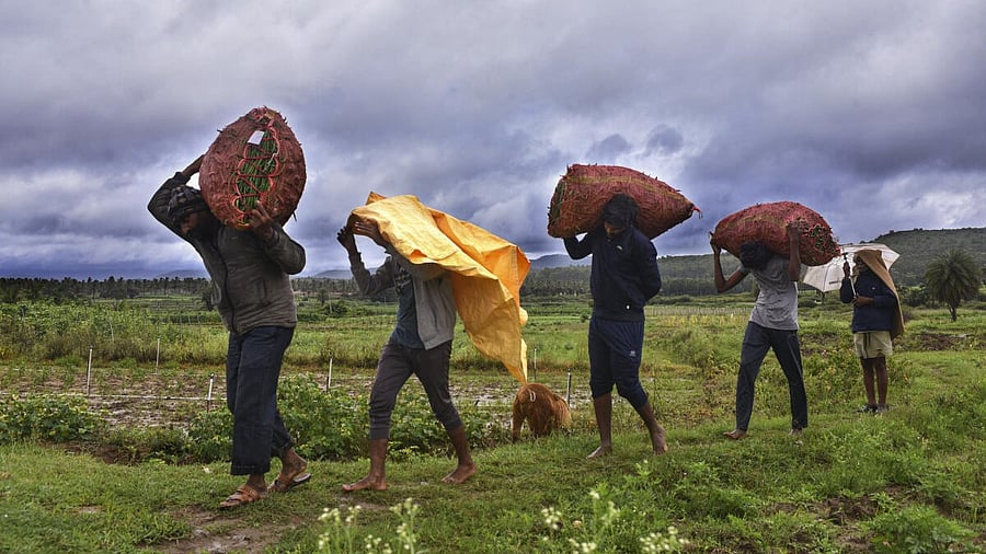 <div class="paragraphs"><p>Workers move in pre-monsoon rain through an agricultural field</p></div>