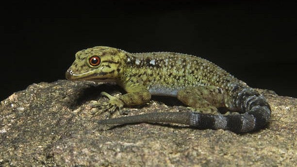 <div class="paragraphs"><p>Representative image of gecko.</p></div>