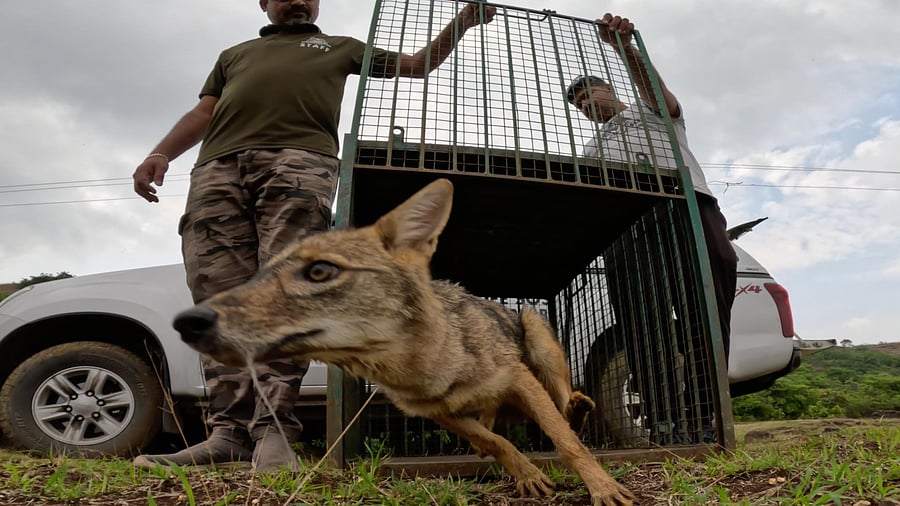 <div class="paragraphs"><p>The rescued golden jackal pup</p></div>