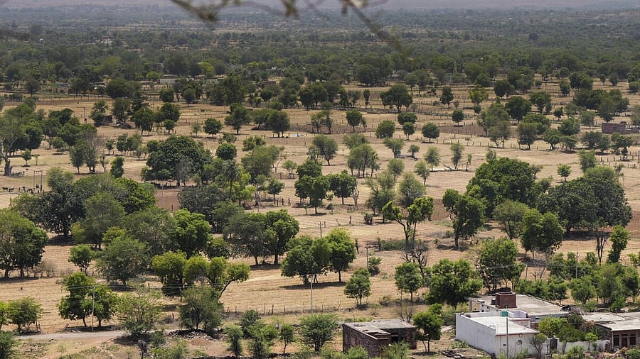 <div class="paragraphs"><p>The barren land has now slowly turned green amid women-led water conservation efforts, in Karauli, Rajasthan</p></div>