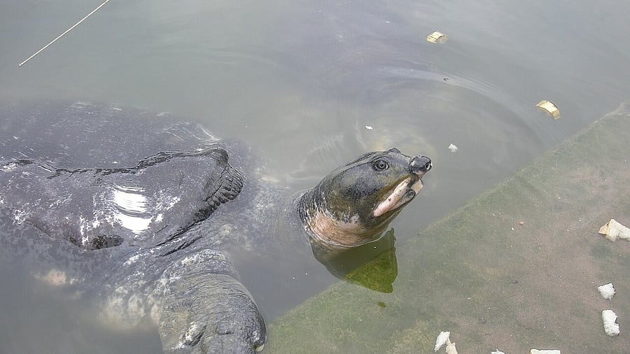 <div class="paragraphs"><p>Tripura’s rare Bostami turtles facing extinction, govt launches study</p></div>
