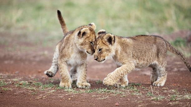 <div class="paragraphs"><p>Representative image of lion cubs.</p></div>