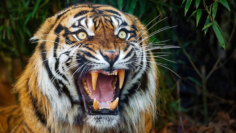 <div class="paragraphs"><p>Image showing a tiger. For representational purposes.</p></div>