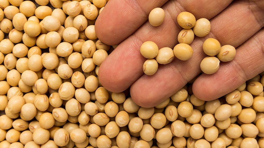 <div class="paragraphs"><p>The government fixed a floor price of 4,892 rupees ($57.29) per 100 kg for soybean, but since the start of the new marketing year in October 2024, prices have been 10 to 20 per cent below this level.</p></div>