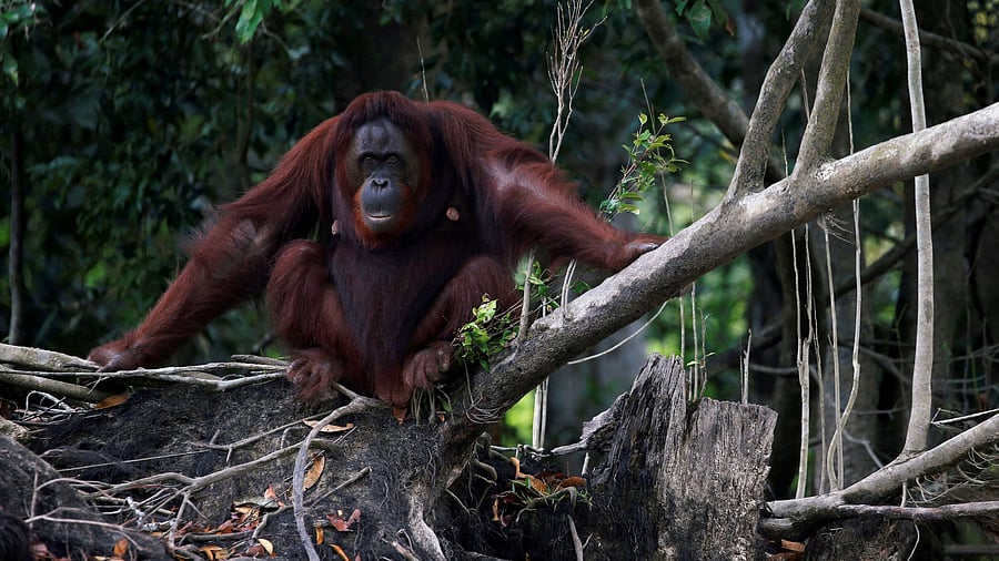 <div class="paragraphs"><p>Orangutan</p></div>