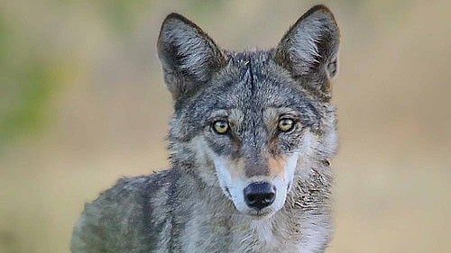 <div class="paragraphs"><p>The Indian wolf</p></div>