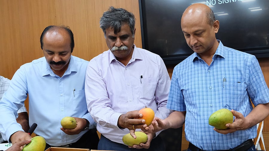 <div class="paragraphs"><p>(L-R) M Jagadeesh, Joint Director of Horticulture (Parks and Gardens), Lalbagh; CG Nagaraj, Managing Director of Karnataka State Mango Development and Marketing Corporation; and Ramesh DS, Director of Horticulture Lalbagh, look at the produce for the mela on Wednesday.</p></div>