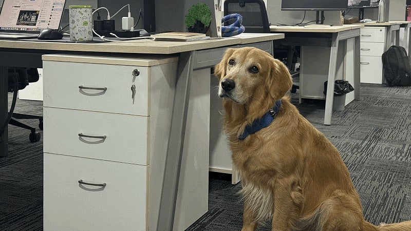 <div class="paragraphs"><p>Chief Happiness Officer.</p></div>