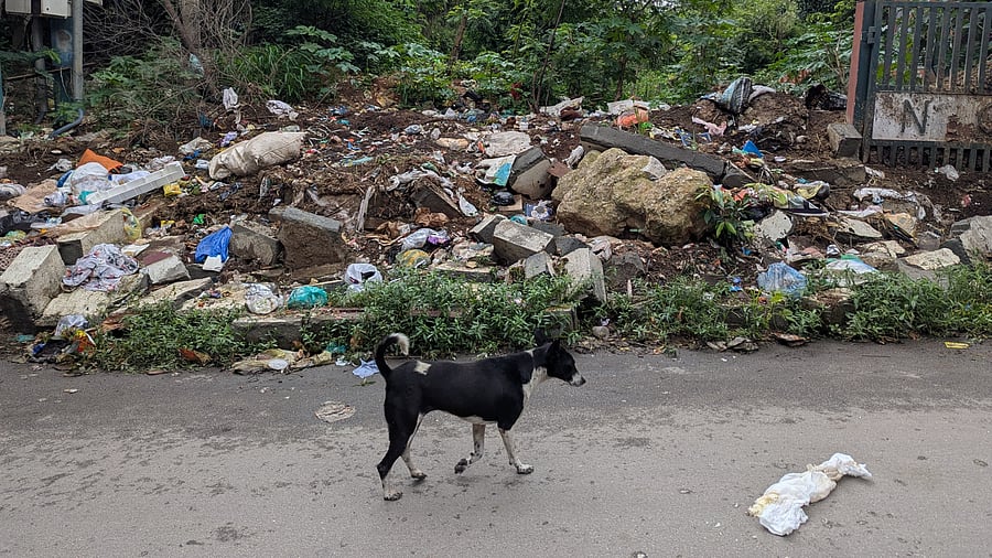 <div class="paragraphs"><p>One of the road boundaries at NGEF Layout, behind the Baiyappanahalli metro station. </p></div>