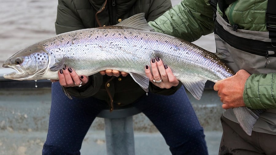 <div class="paragraphs"><p> Scottish Atlantic Salmon&nbsp;caught on the river Tweed.</p></div>