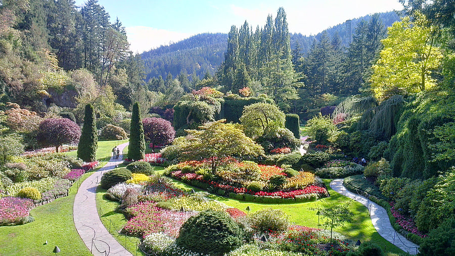 <div class="paragraphs"><p>The Butchart Gardens in Victoria, British Columbia, are deeply committed to sustainability and environmental responsibility. Their eco-conscious practices span various aspects of garden operations, including plant care, waste management, energy efficiency, and more. </p></div>