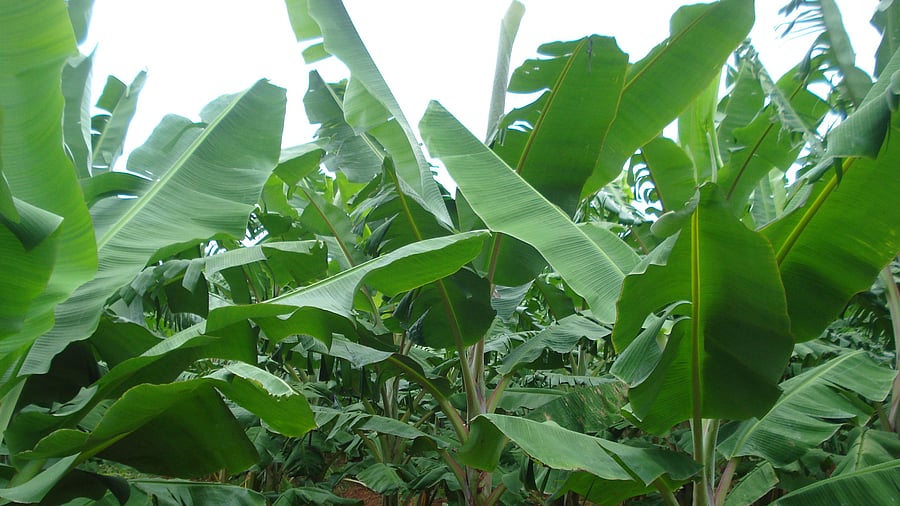 <div class="paragraphs"><p>India is the biggest producer of bananas in the world, with the latest estimates putting the annual production at about 37,000 tonnes in the last two years. </p></div>