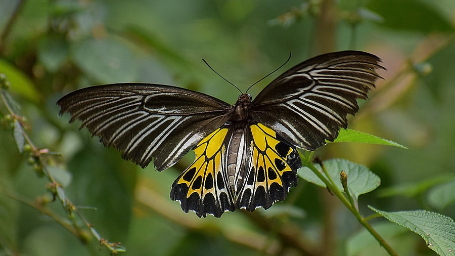 <div class="paragraphs"><p> Southern Birdwing is the state butterfly of Karnataka</p></div>