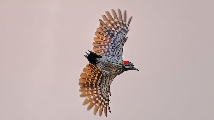 Black-rumped flameback woodpecker