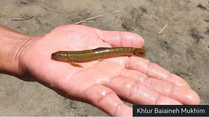 <div class="paragraphs"><p>Schistura densiclava, a new species of cave-dwelling loach from Meghalaya.</p></div>