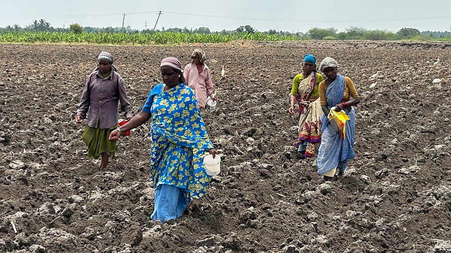 <div class="paragraphs"><p>With the early onset of monsoon, farming acitvity has gained momentum in the state. Karnataka has set for itself a target of cultivating crops on 82.5 lakh ha of land in the kharif season between June and September. </p></div>