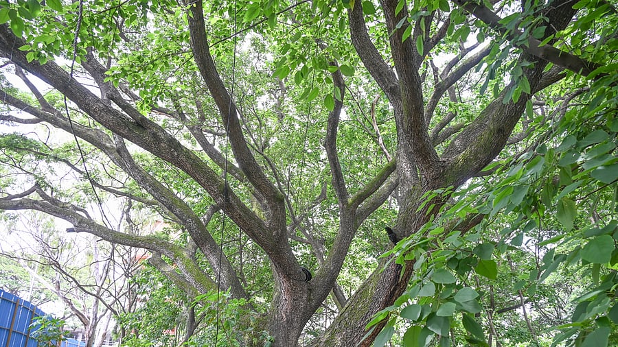 <div class="paragraphs"><p>The proposal to cut over 300 trees near Cantonment Railway station has reignited calls for BBMP to complete the overdue tree census. </p></div>