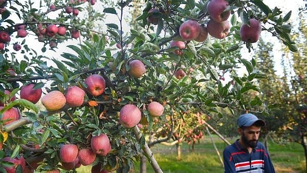 <div class="paragraphs"><p>Kashmiri apples on a tree in an orchard during the harvesting season, in Budgam district of Kashmir.</p></div>