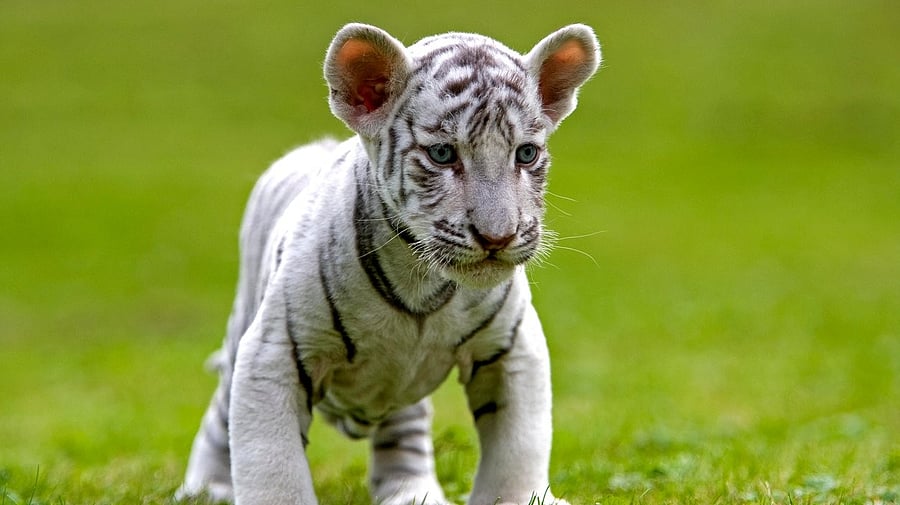 <div class="paragraphs"><p>Image showing a white tiger cub. For representational purposes.</p></div>