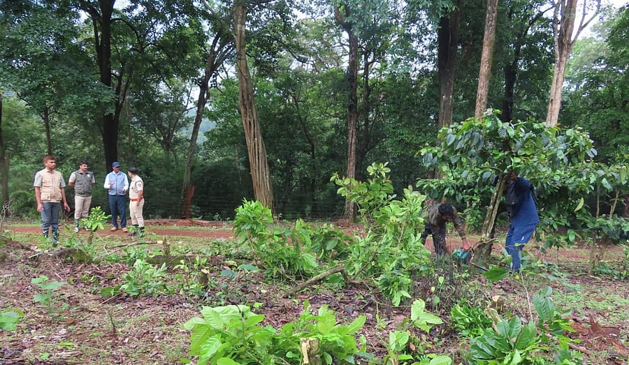 <div class="paragraphs"><p>Forest department staff clear the encroachment on Bhadra Tiger Reserve.</p></div>