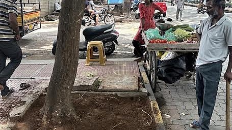 <div class="paragraphs"><p>MCC clears a base of a road side tree on&nbsp;Dewans Road in Mysuru. </p></div>
