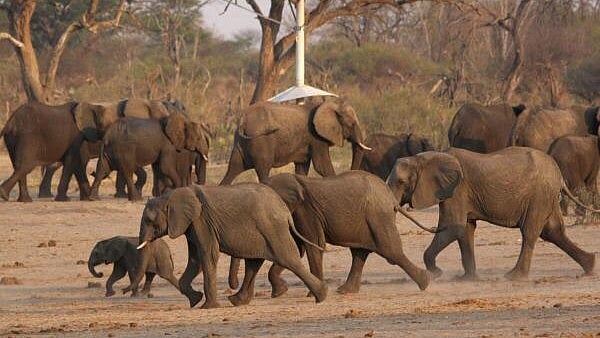 <div class="paragraphs"><p>A group of elephants walk near a watering hole at a national park in Zimbabwe</p></div>