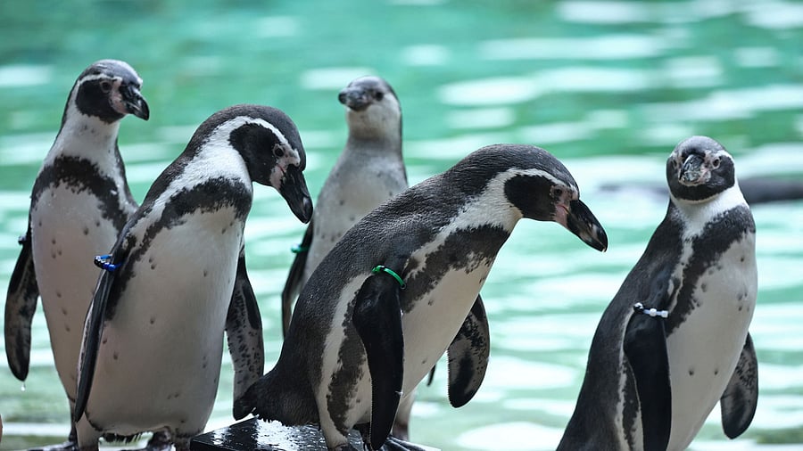 <div class="paragraphs"><p>Humboldt penguins </p></div>