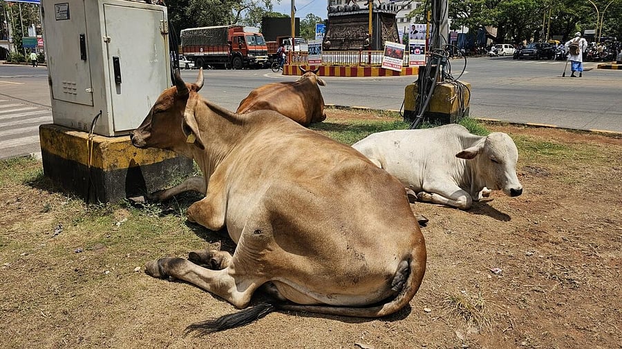 <div class="paragraphs"><p>Cattle. Image for representation.</p></div>