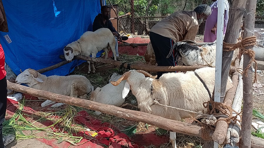 <div class="paragraphs"><p>The sheep market at HRBR Layout. </p></div>