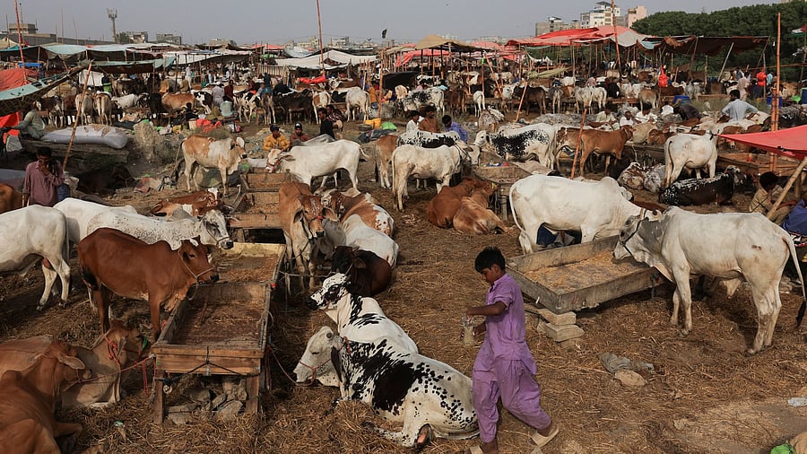 <div class="paragraphs"><p>A view of sacrificial animals for sale at a cattle market, ahead of Eid al-Adha celebrations, in Karachi, Pakistan.</p></div>