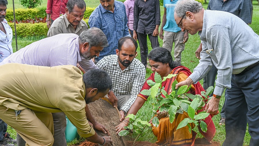 <div class="paragraphs"><p>Staff of the horticulture department plant a sapling at Cubbon Park on Thursday. </p></div>