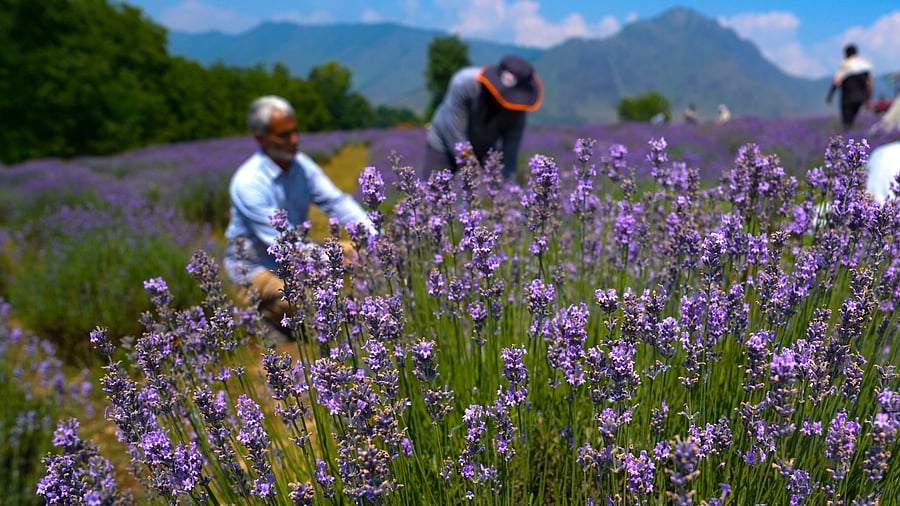<div class="paragraphs"><p>File Photo: Employees of Department of Agriculture harvest lavender crop, at Sirhama in Anantnag district of South Kashmir.</p></div>