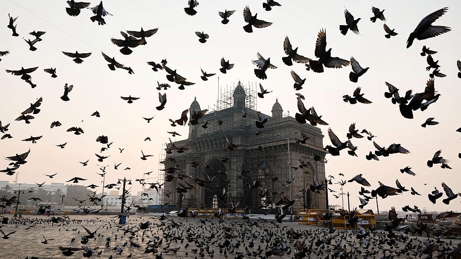 <div class="paragraphs"><p>Pigeons fly past the Gateway of India monument, in Mumbai</p></div>
