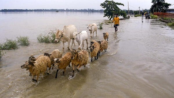 <div class="paragraphs"><p>A young herder with his cattle wades through floodwater on a submerged road, in Morigaon district. </p></div>