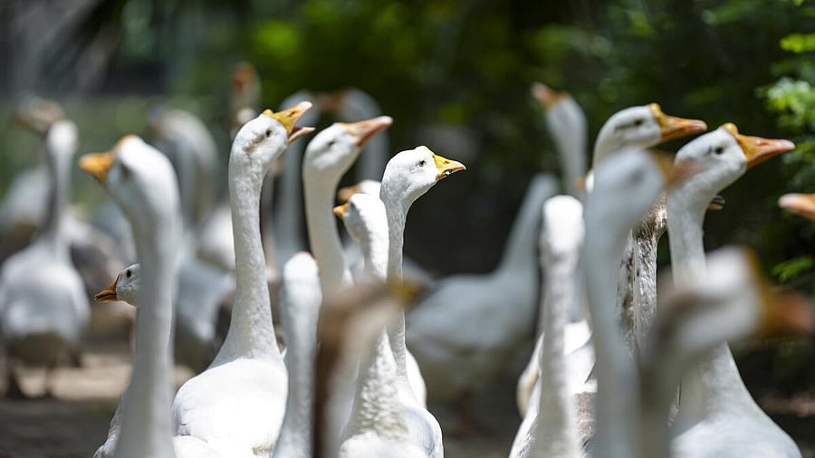 <div class="paragraphs"><p>A flock of geese at the Lodhi Gardens in New Delhi</p></div>
