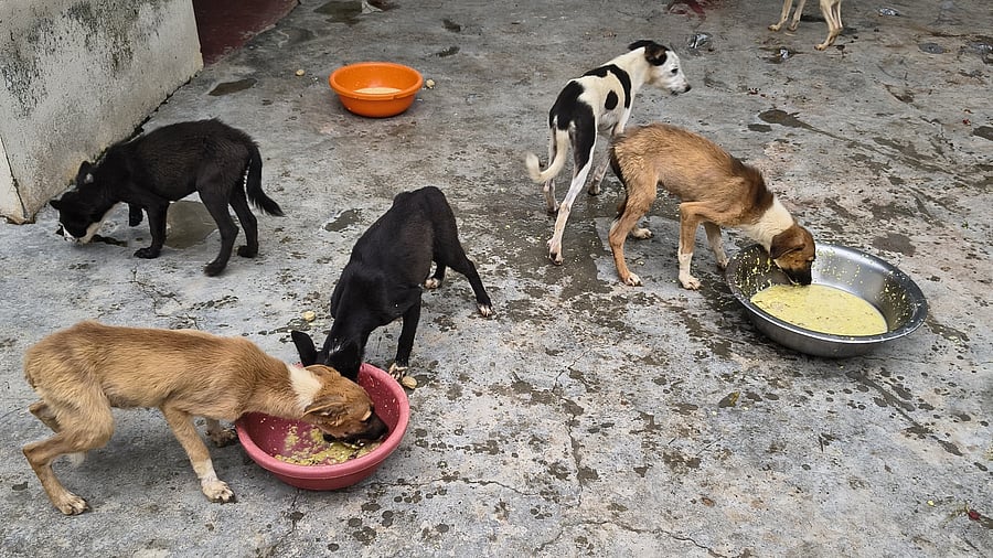 A few of the 23 dogs, who are currently being cared for at VoSD.