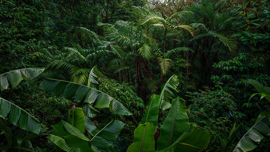 <div class="paragraphs"><p>Representative image of a rainforest</p></div>