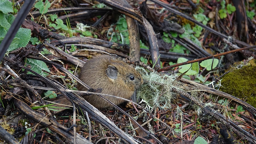 A Moupin pika peeks out of brambles. (Pic by author)