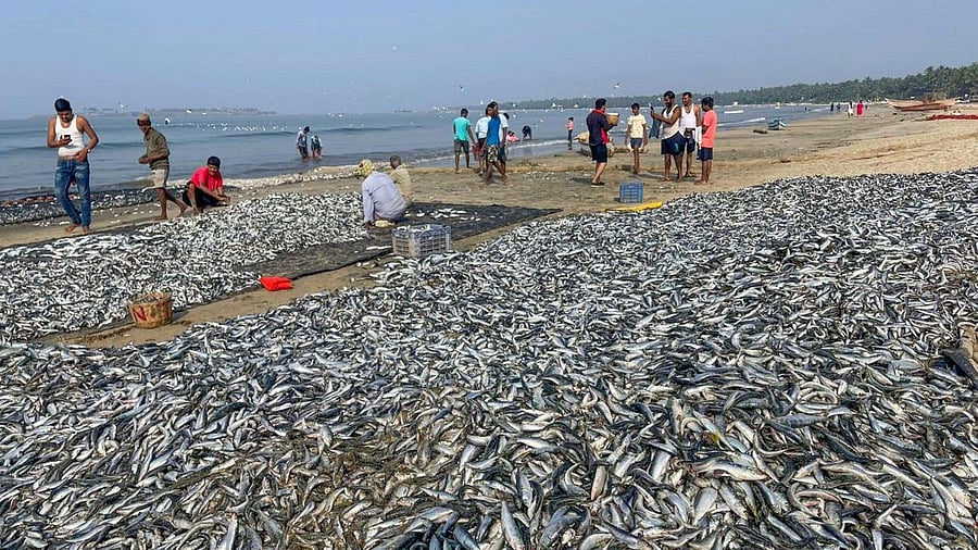 <div class="paragraphs"><p>Representative image showing&nbsp;traditional fishermen</p></div>
