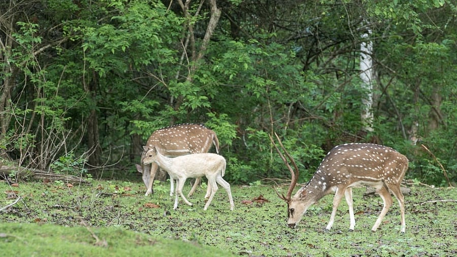 <div class="paragraphs"><p>The albino deer sighted in a herd near Taraka backwaters during a wildlife safari in Antharasanthe range of Nagarahole national park in HD Kote taluk of Mysuru district on Wednesday. </p></div>