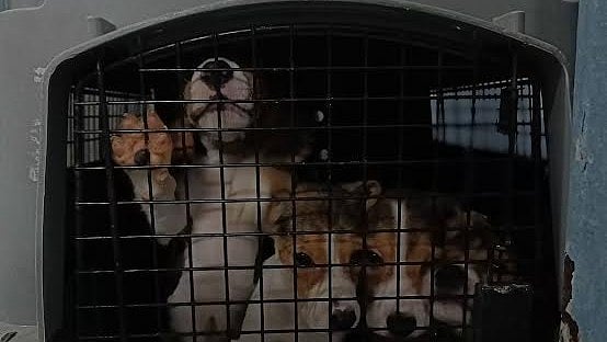 <div class="paragraphs"><p>The overcrowding, coupled with a lack of socialization and competition for food, led to extreme frustration and frequent fights, often causing serious injuries, especially to the dogs' ears.</p></div>