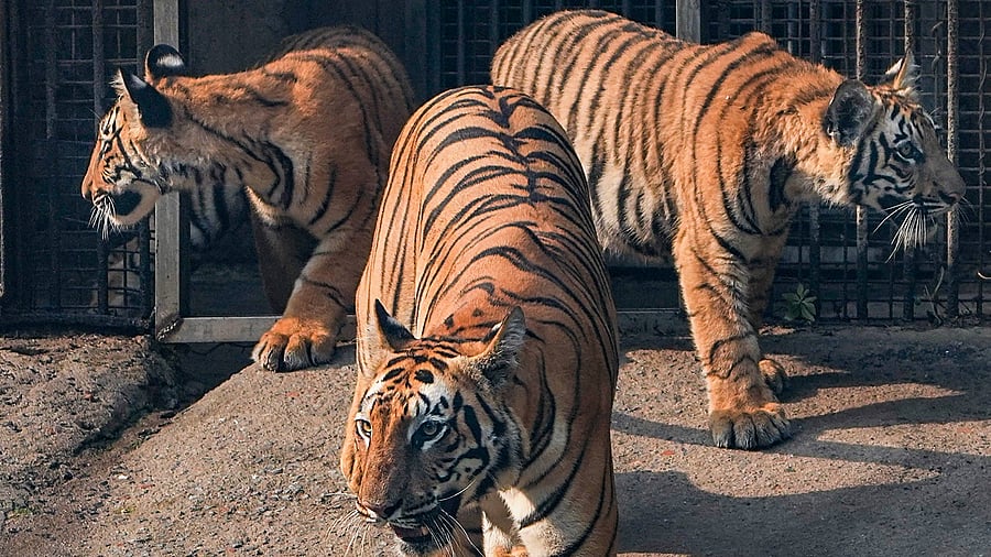 <div class="paragraphs"><p>Tigers at the&nbsp;National Zoological Park, in New Delhi.</p></div>