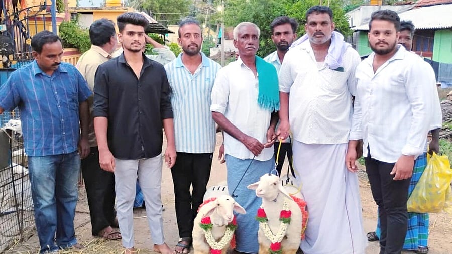 <div class="paragraphs"><p>Bandur breed rams that fetched a whopping Rs 1.60 lakh<br>at Kirugavalu village in Malavalli taluk of Mandya district.</p></div>